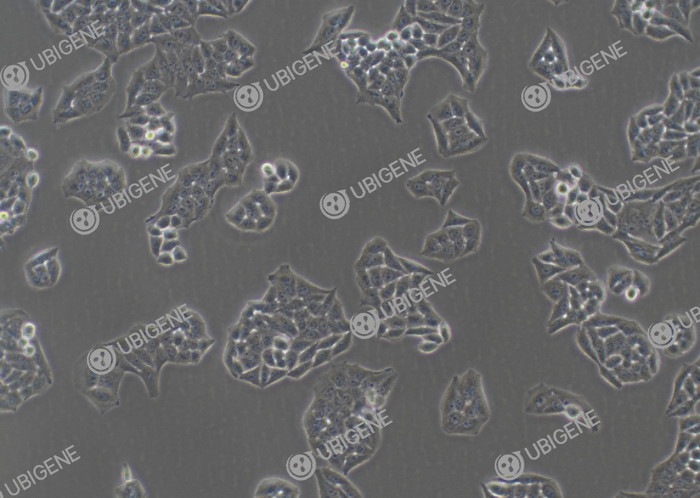 Hela cell line Cultured cell morphology
